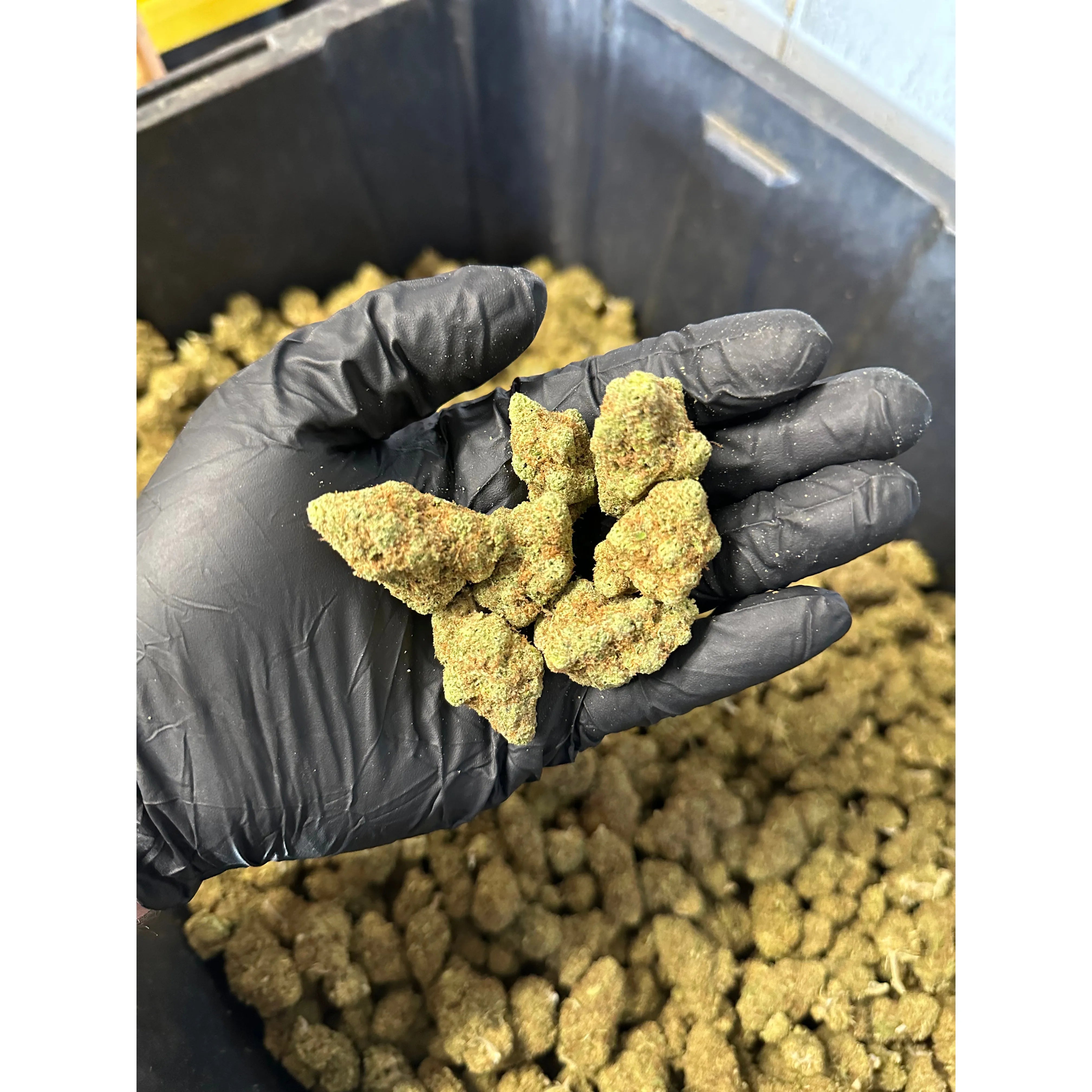 Indoor Blue Cheese Hemp Flower